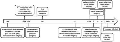 Phenotypic Characterization of a Virulent PRRSV-1 Isolate in a Reproductive Model With and Without Prior Heterologous Modified Live PRRSV-1 Vaccination